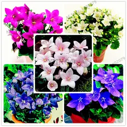 Шт./уп. 105 Campanulaceae цветок бонсай, редкие ограниченные комнатные растения для дома и сада, внутреннего и наружного использования легко растить