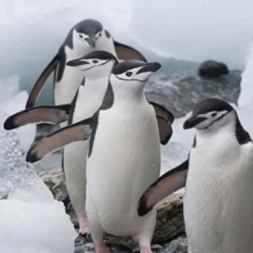 Four Chinstrap Penguins Antarctica Poster Print by Keren Su (35 x 23) | Дом и сад