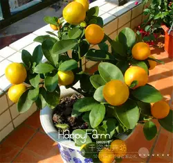 Новый шт./лот! 50 2018, лимон бонсай, горшках балкон, посадки сезонов, sprouting 95% (Kaffir Лайм), # JHIN9K