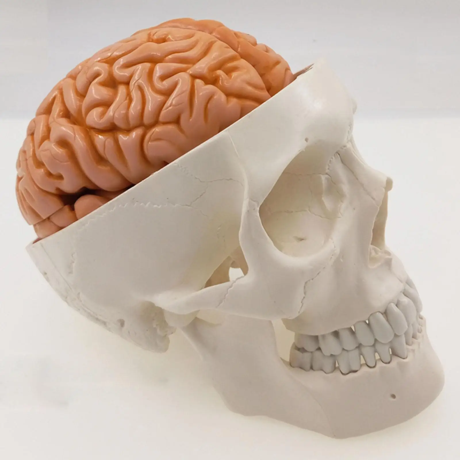 

Life Size Human Skull 3 Parts With Brain 8 Parts Numbered Model for Medical Study Teaching Resources