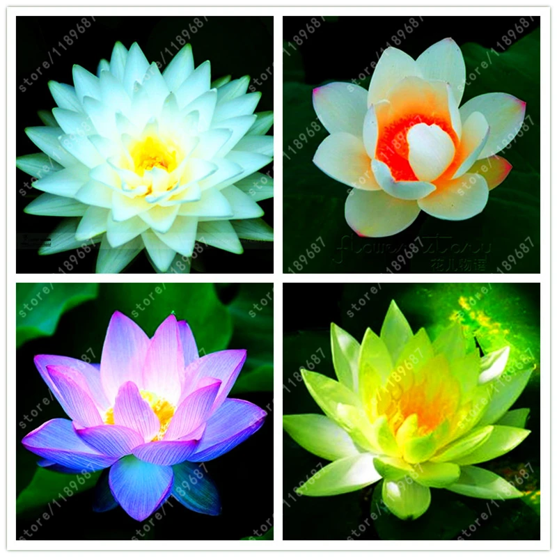 

10pcs/bag lotus flower,lotus seeds,Aquatic plants Water Plants water lily flower seeds plant for home garden