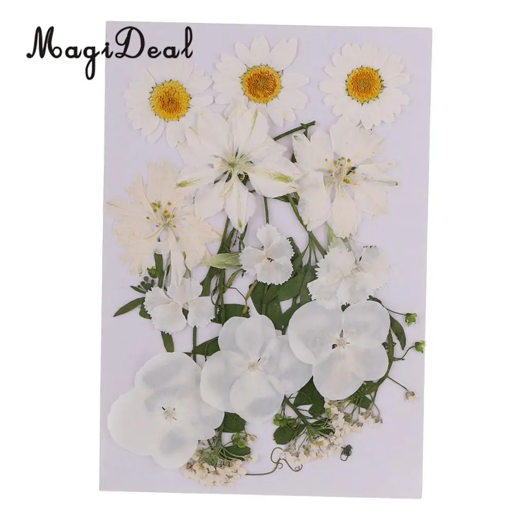 

White Multiple Real Pressed Leaves Natural Dried Flowers for Handmade Art Craft Scrapbooking Card Making Resin Jewelry Craft
