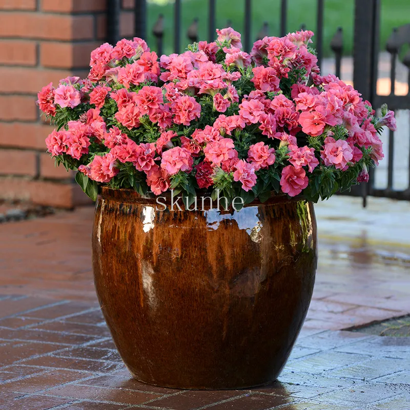 

Bonsai Multi-flowered double-petal petunia spring sowing autumn sowing flower balcony easy duo flower 100pcs(ai qian niu)