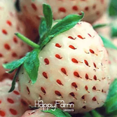 

Loss Promotion!100 flores/Lot White Fresh Strawberry bonsai Planting a Garden Courtyard Green Fruits Strawberry plantas,#K5Z1K1