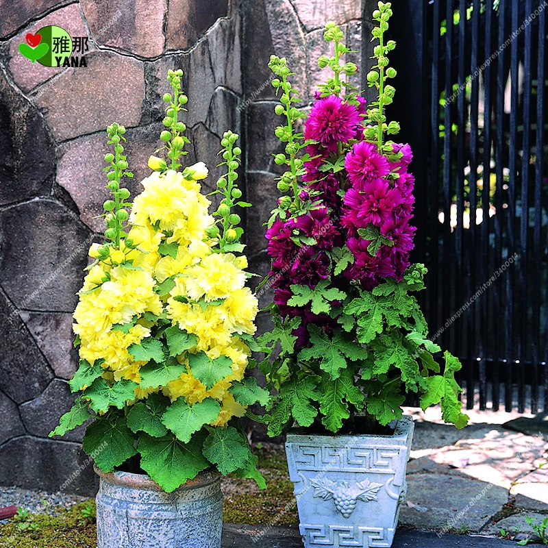 

50 Pcs/Bag Rare Hollyhock Bonsai plant Alcea Rosea Flower Seeds Home Garden Outdoor Flowers Hollyhock Mixed Color plant