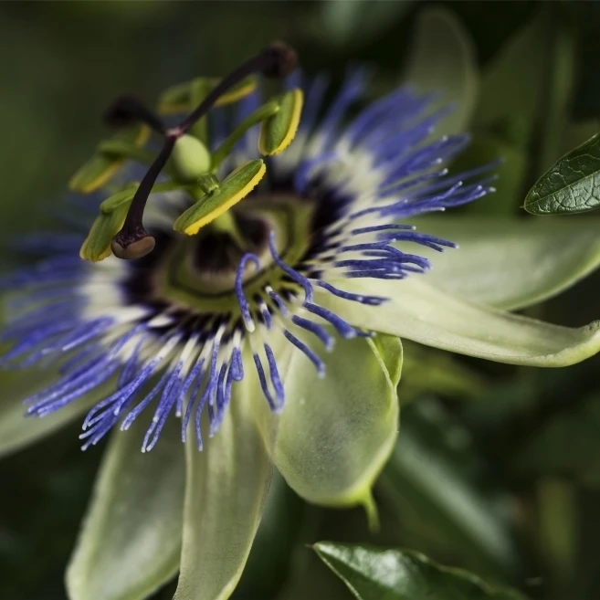 Passion Flower (Passiflora) цветет в саду Astoria Oregon Соединенные Штаты Американский плакат Print