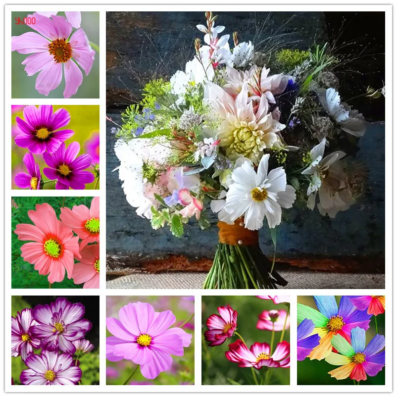 

100PCS/Pack cosmos bonsai,outdoor and indoor flowering plants,easy to grow, potted flowers for home garden and courtyard