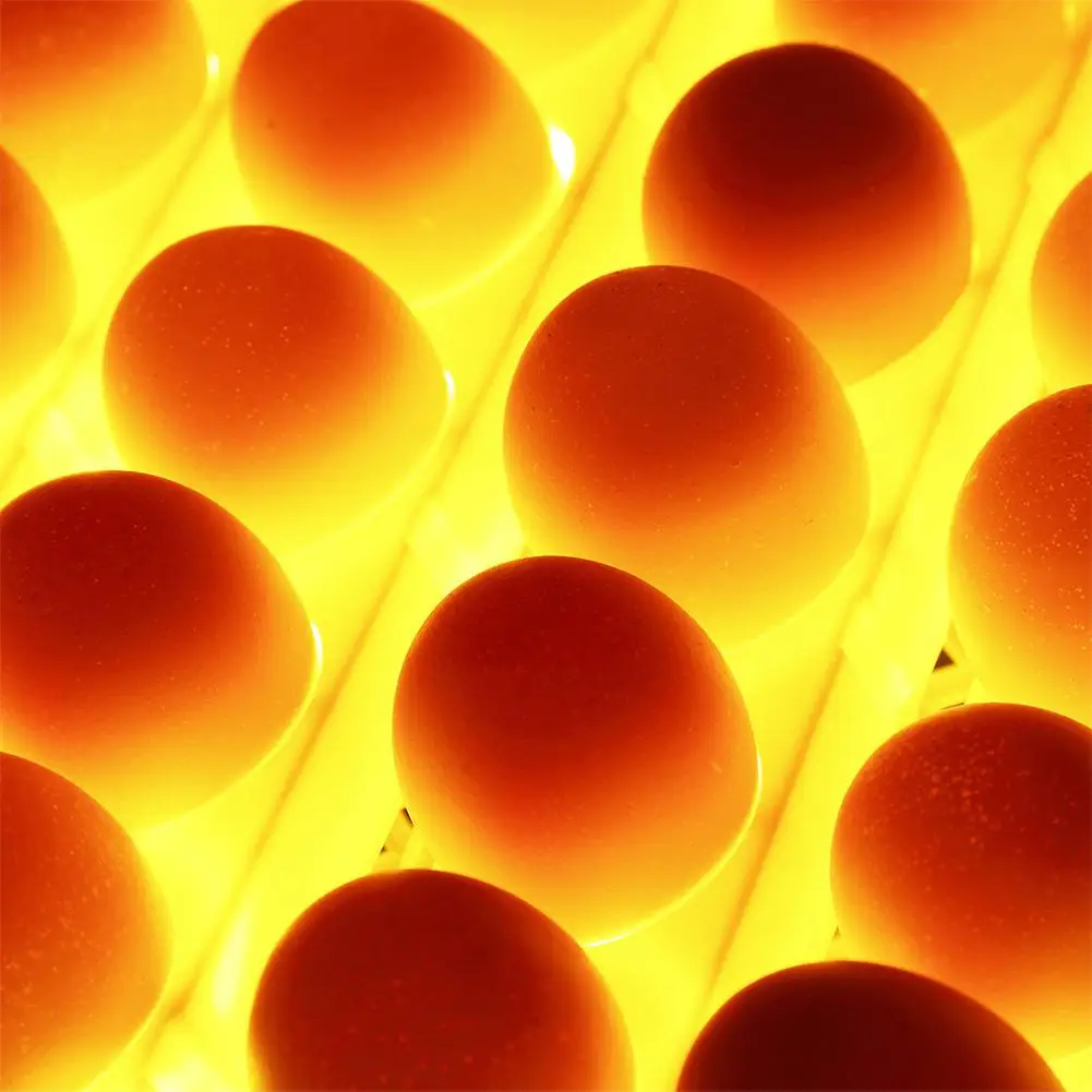 Adeeing Automatic Digital 32 Eggs Incubator Chicken Hatcher Temperature Turning Control Adeeing Automatic Digital 32 Eggs Incubator Chicken Hatcher Temperature Turning Control