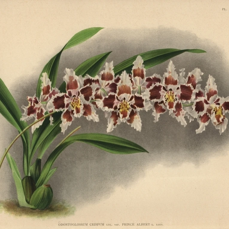 王子アルバートによるオドントグロッサム Crispum 蘭ポスター印刷のさまざまな Florilegius メアリーエヴァンス 24 18 Plaques Signs Aliexpress 王子アルバートによるオドントグロッサム Crispum 蘭ポスター印刷のさまざまな Florilegius メアリーエヴァンス 24 18 Plaques Signs Aliexpress