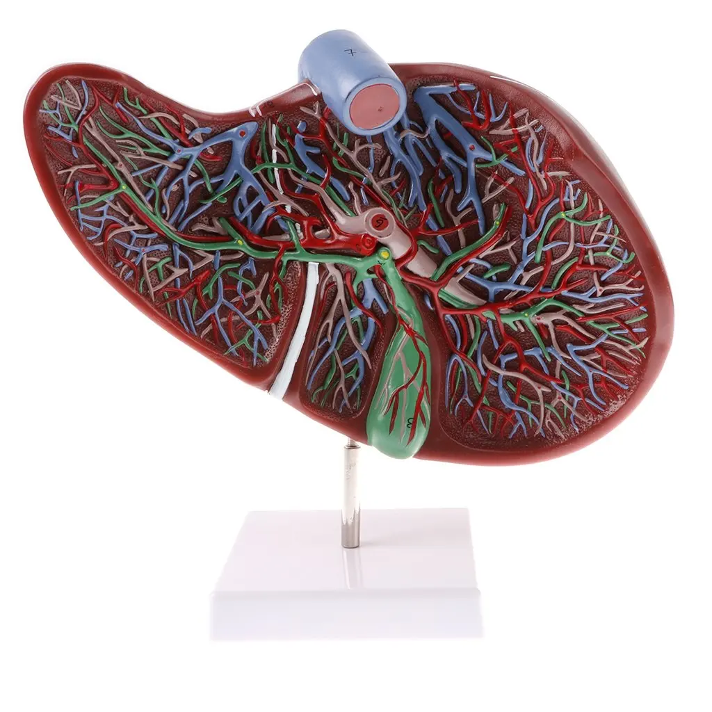  1.5x Magnification Human Liver Model Hepatic Anatomical Model for School Teaching Tool Learning Dis - 32973145799
