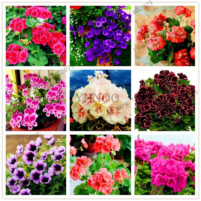 Смешанные color100 шт Редкие герани flores, пятнистая Герань природа сад в горшке цветок, бонсай растения Цветочный Горшок