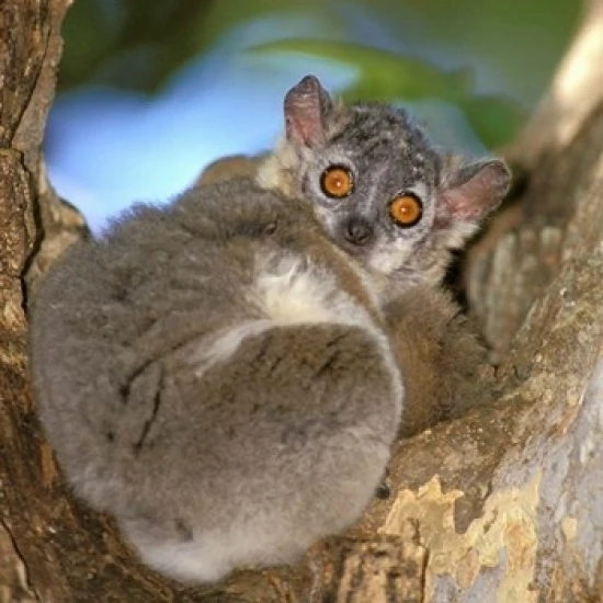 Madagascar Berenty Reserve Whitefooted sportive lemur Poster Print by Pete Oxford (12 x 17) | Дом и сад