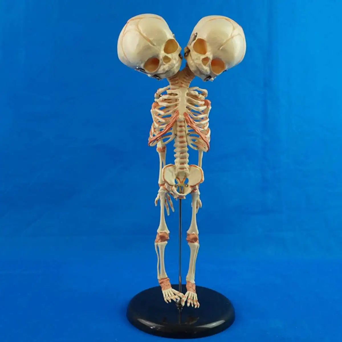 Новая модель человеческого анатомического исследования 13*15*37 см | Канцтовары для