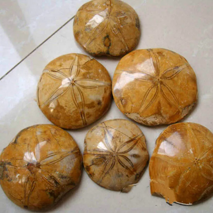 

Natural starfish fossil rough wholesale diameter 7 cm billion years of starfish fossils