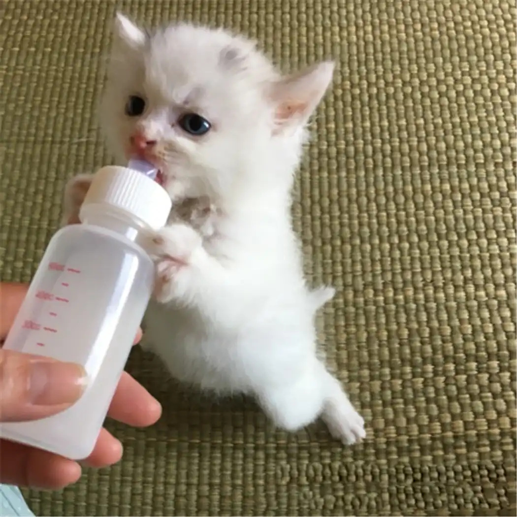 kitten drinking from baby bottle