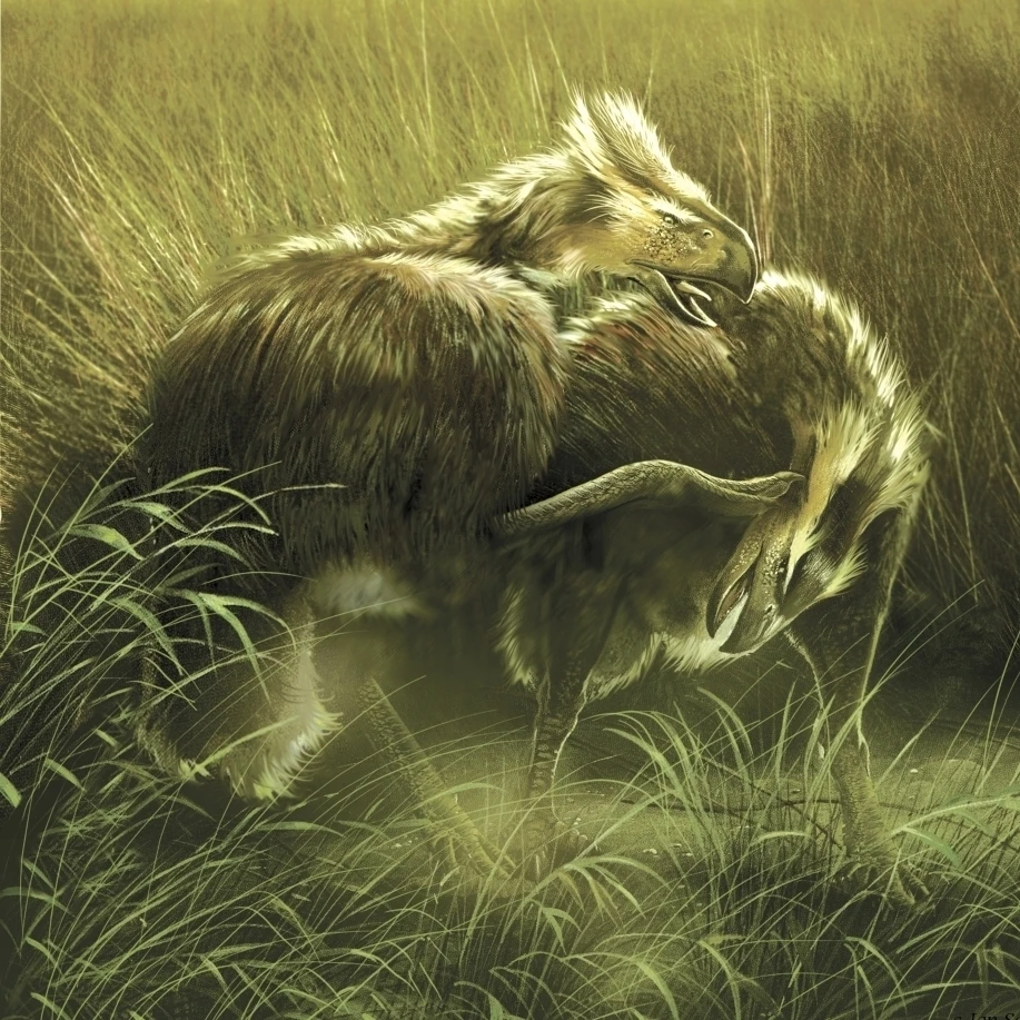 Пара диатрима flightless birds in A field Poster Print (14x13)|Таблички и знаки| |