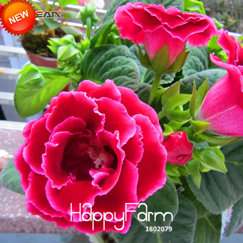 

New 2018!Red Gloxinia Plantas Perennial Flowering Plants Sinningia Speciosa Bonsai Balcony for Home Garden,100 PCS/Lot