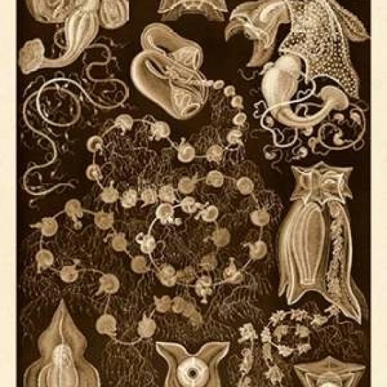 Haeckel Nature Illustrations: Siphoneae Hydrozoa - Sepia Tint Poster Print by Ernst (24 x 36) | Дом и сад