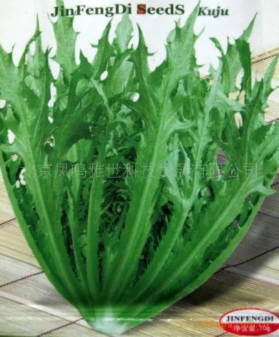 

Hot shredded leaf endive bonsai vegetable bonsai 100pcs