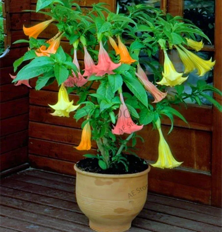 

New Fresh 100PCS Rare Datura bonsai Brugmansia Suaveolens Flamenco Beautiful Mandala Flower garden Perennial Potted Plant Fo