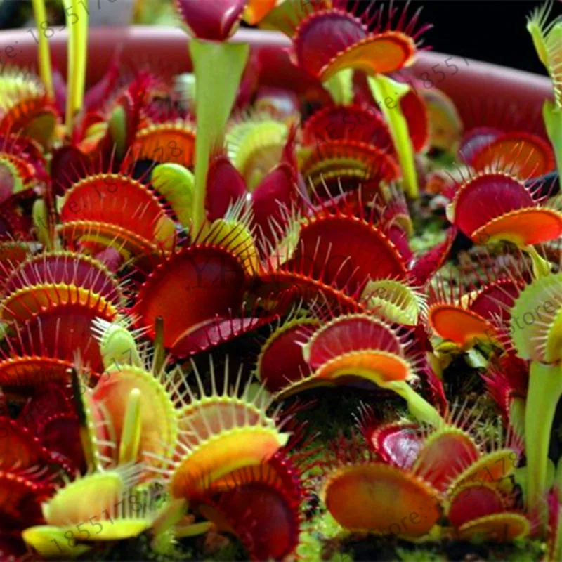 

Best-Selling!20 PCS / Pack Potted Insectivorous Plant Bonsai Dionaea Muscipula Giant Clip Venus Flytrap Plants Carnivorous Plan