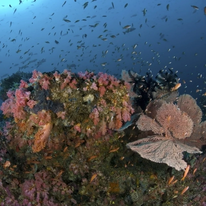 Reef scene with coral and fish Philippines Poster Print (34 x 22) | Дом и сад