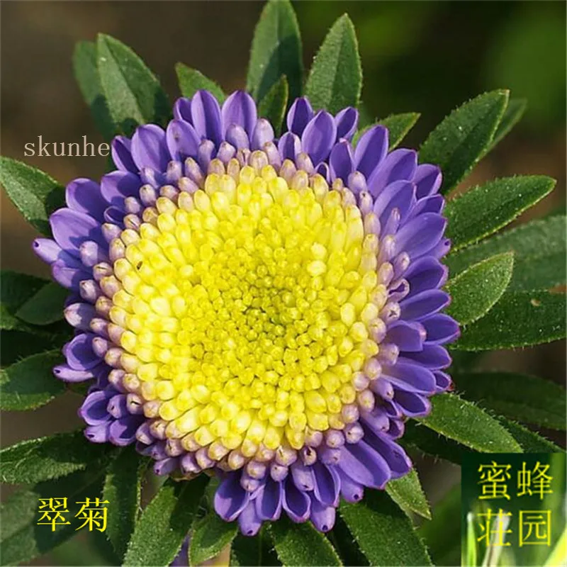 

Aster bonsai vanilla flower bonsais Variety of the turquoise Jiangxi wax Chrysanthemum 100pcs(cui ju)