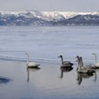 Whooper Лебеди (Cygnus cygnus) на замороженном озере Kussharo Akan национальный парк Хоккайдо