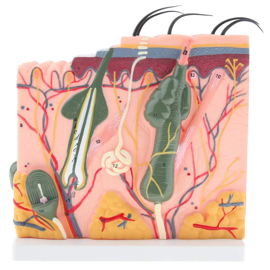  Magnified 3D Human Skin Model Simulation Medical Anatomical Model for School Teaching Tool Learning - 32973596186