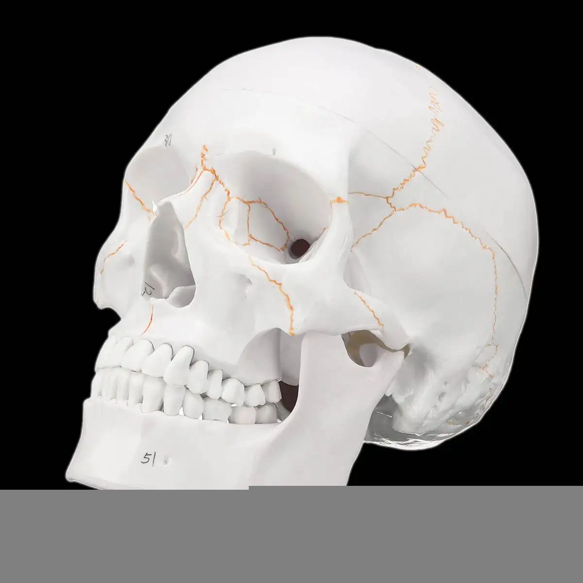 1:1 череп модель медицинская наука скелет в натуральную величину череп для школы Анатомия человека Обучение Точная Голова взрослого медицинская модель