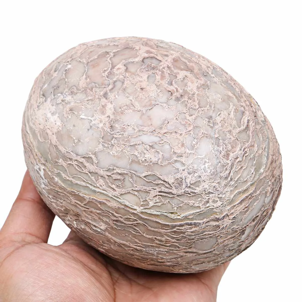 

Dinosaur Egg Simulation Fossil Specimen Teaching Model Room Decoration Geography Teaching Model Segnosaur Egg Fossil