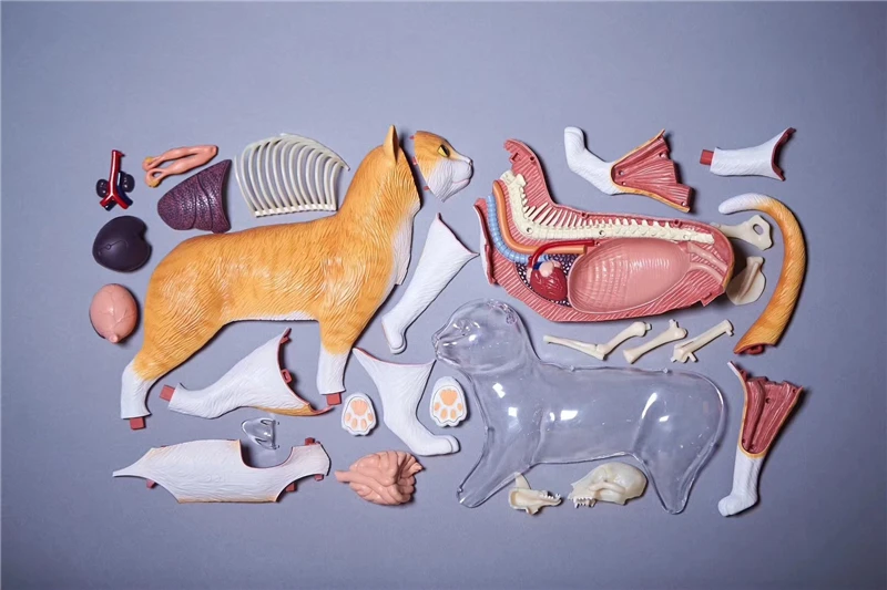 4d мастер-головоломка сборная игрушка животное собака кошка курица лошадь Акула КИТ биология орган анатомическая модель для медиков обучающая модель