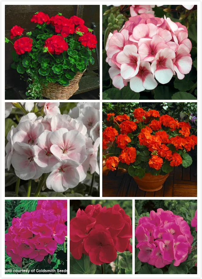 Где Купить Семена Пеларгоний Почтой