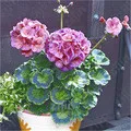 

Purple Univalve Geranium Bonsai New Fresh Bonsai Perennial Flower Pelargonium Peltatum plants For Rooms 20 Pcs/Pack