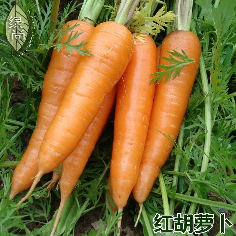 

Red Carrot Fruits Carrots 4 Seasons Sowing Garden Terrace Potted Vegetable bonsai 100pcs