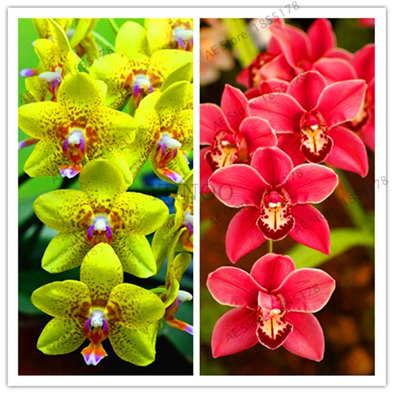 Bonsai Black Cymbidium Orchid 100 PCS Seeds Plants Flower Orchid Garden Home NEW 