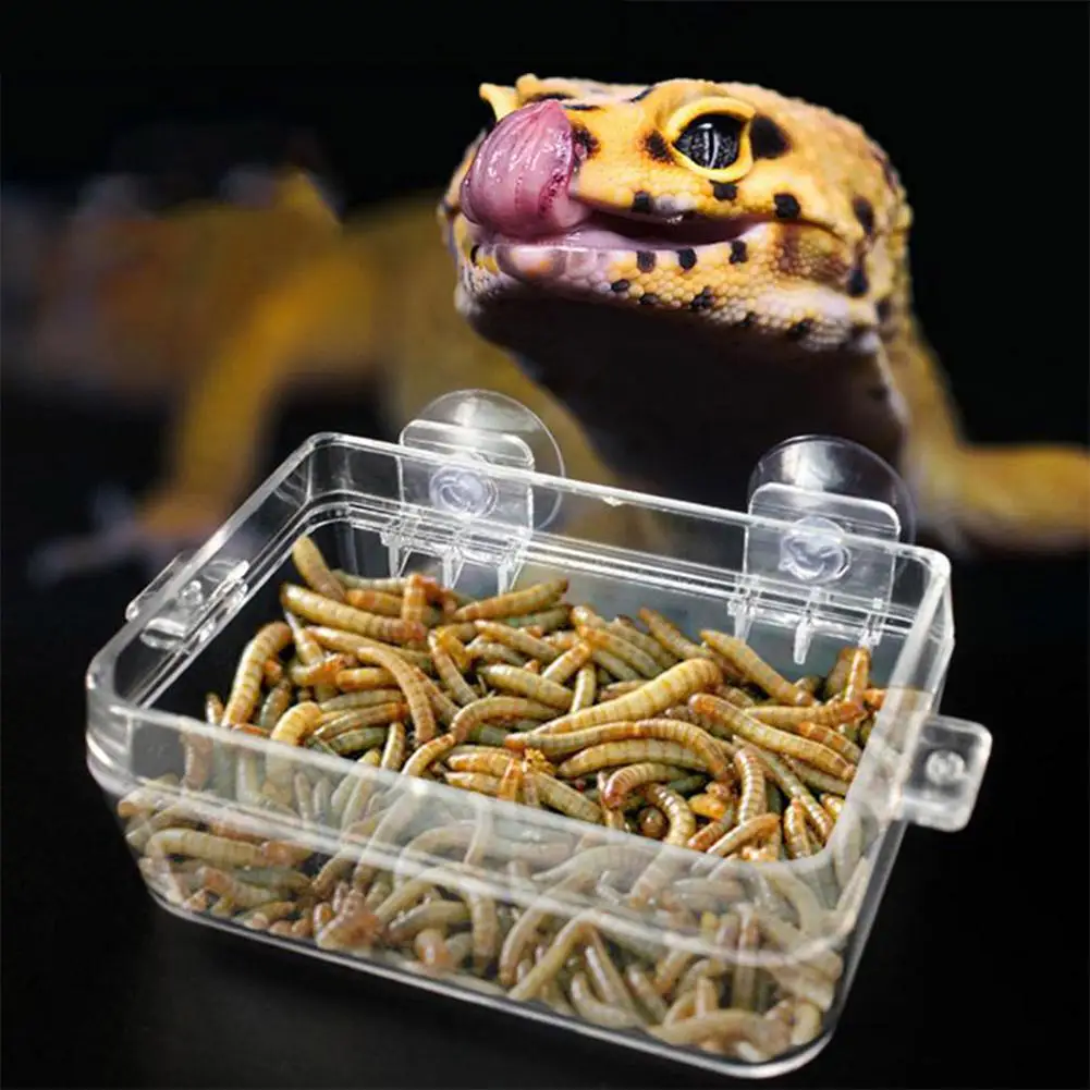 

AsyPets Transparent Anti Escape Box Feeder for Reptile Snake Lizard