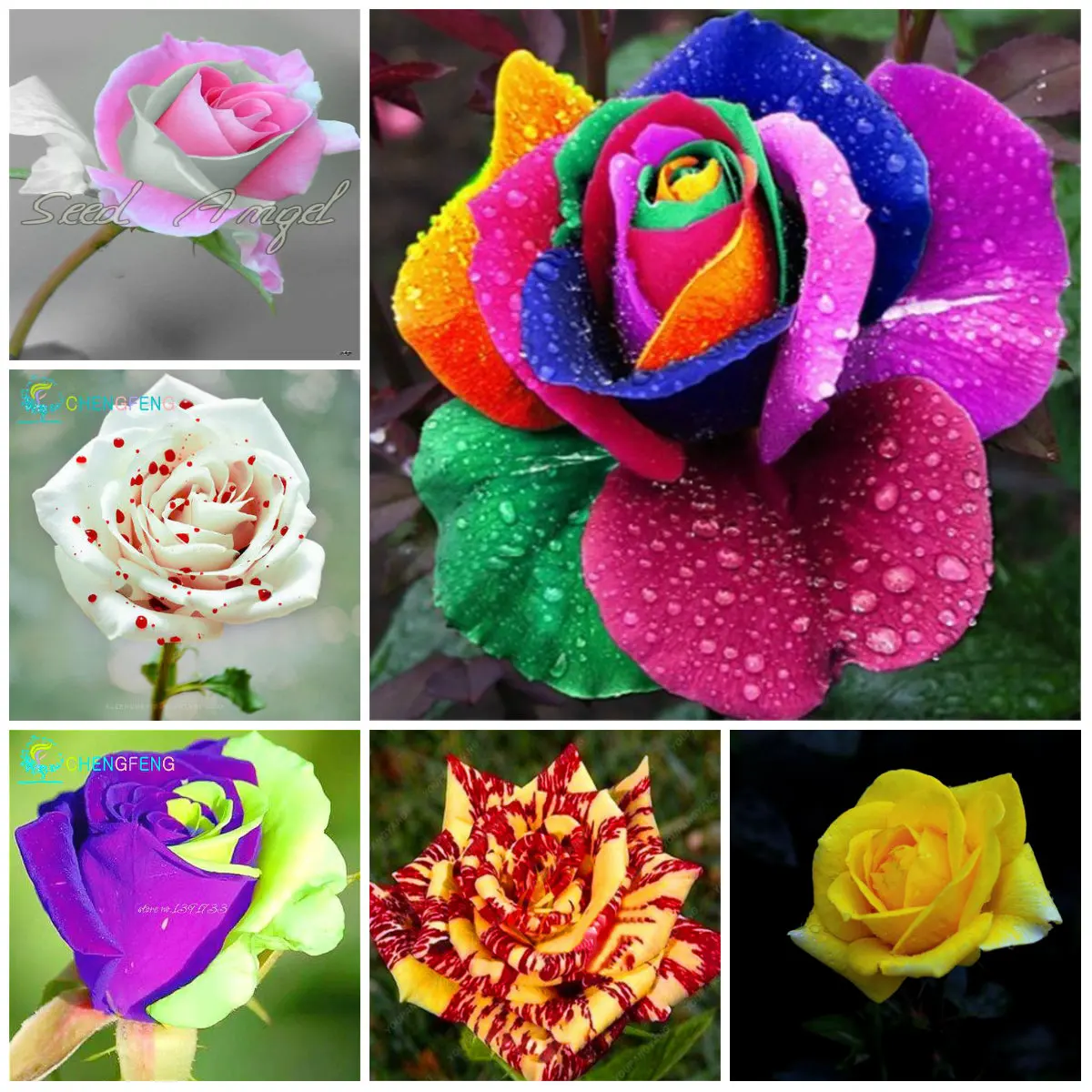 

200 Pcs/Bag Rare Rose Bonsai Flower Beautiful Rose Rare Balcony Plant For DIY Home Garden Easy To Grow Potted plant