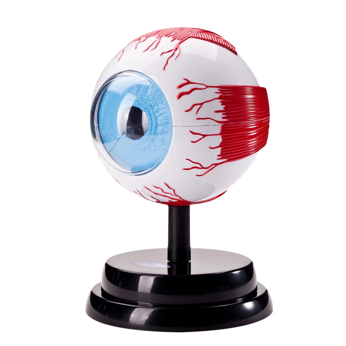 Spliced Eye Model Children Science Educational Luxury Set-in Biology ...