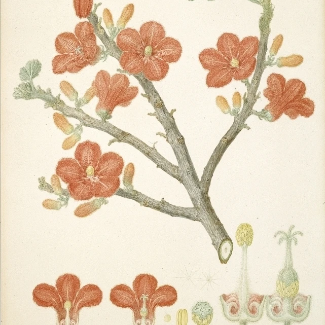 Brachychiton Paradoxus постер с красными цветами Kurrajong печать Mary Evans Natural history Museum