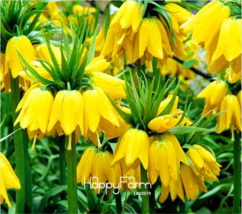 

Best-Selling!100 Pcs/Lot Yellow Imperial Crown bonsai imperialis Lutea flores Easy To Grow Home Garden Ground Cover Plant,#TTCF7