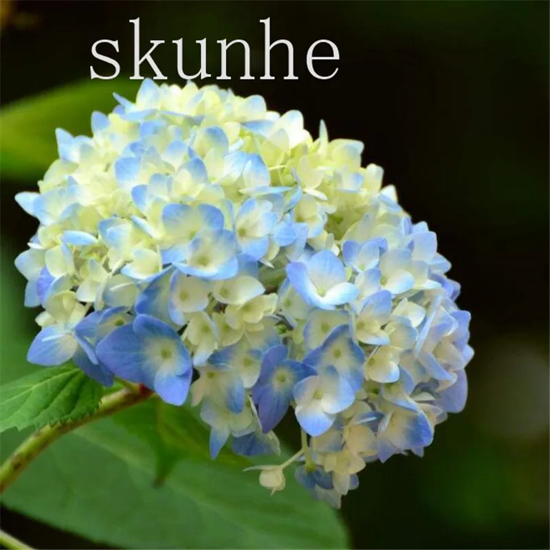 

Common hydrangea bonsai, Balcony Potted flowers hydrangea bonsai varieties have 24 colors -10pcs / pack