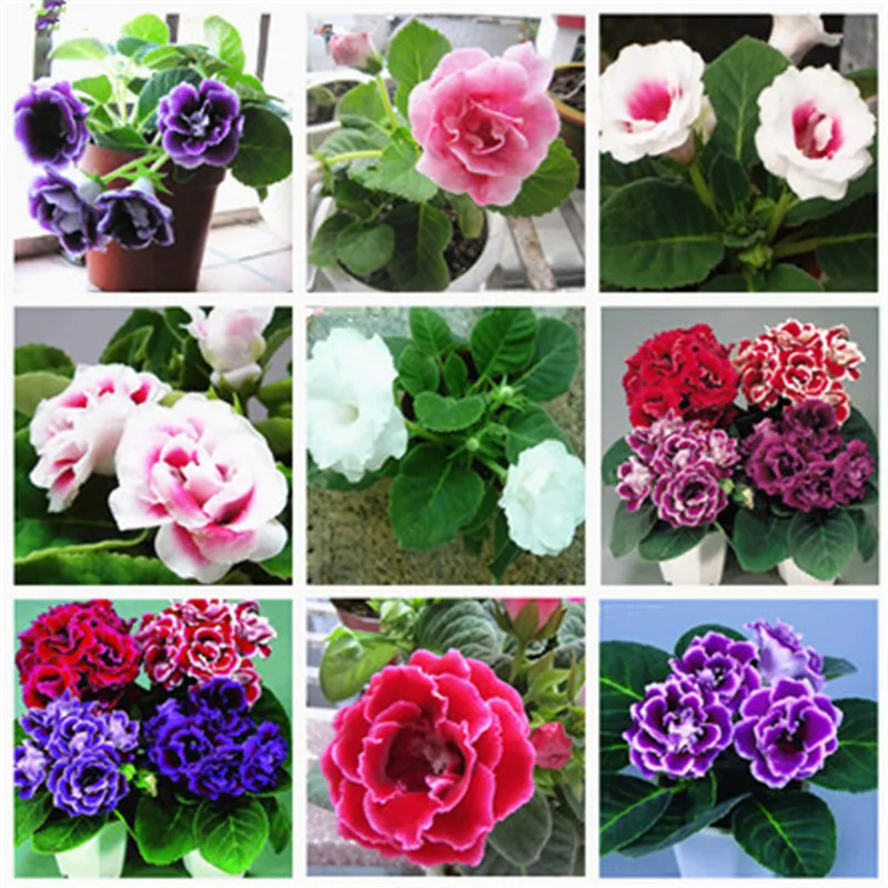 100 pcs Imported Gloxinia Plant Bonsai Perennial Sinningia Gloxinia Flower plants for Home Garden Pot Easy to Grow(da yan tong) 100 pcs Imported Gloxinia Plant Bonsai Perennial Sinningia Gloxinia Flower plants for Home Garden Pot Easy to Grow(da yan tong)