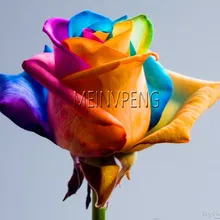 Подлинный! цветок бонсай, Голландская Роза, растения, подарок для влюбленных, оранжевый, зеленый, радуга, редкие, 23 Цвета на выбор, сделай сам, для домашнего садоводства, 120 Флорес