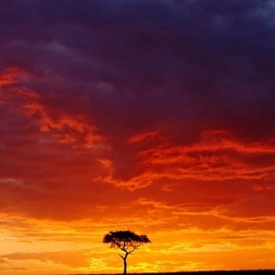 Masai Mara Game Reserve Kenya Poster Print by Adam Jones (23 x 35) | Дом и сад