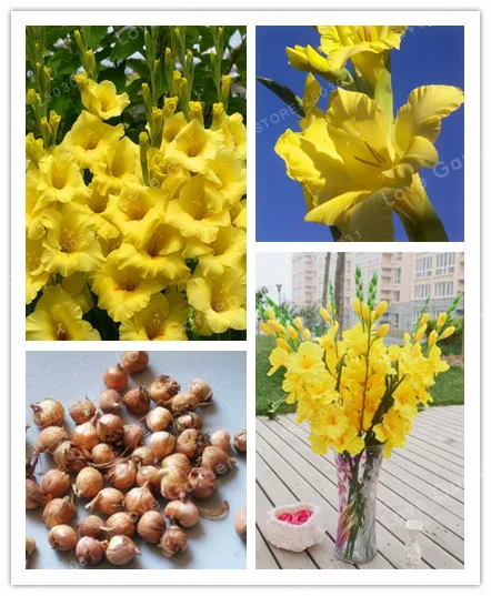 

Yellow Gladiolus Bulbs( Gladiolus Bonsai), 95% Germination, DIY Aerobic Potted, Rare Gladiolus Bulbs-2 Bulbs