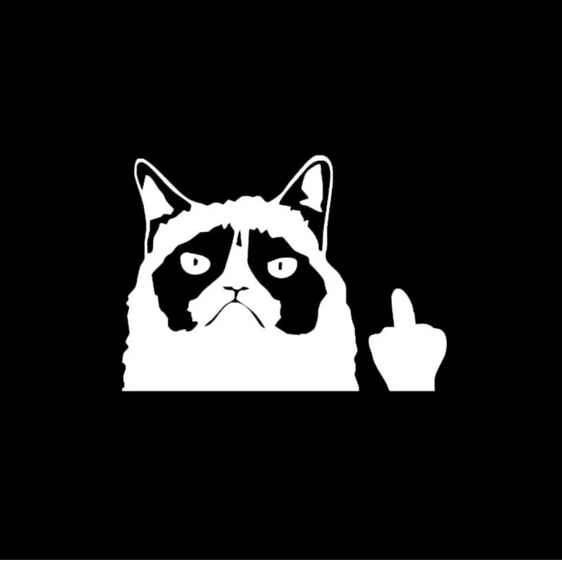 Кот показывает фак картинка