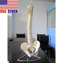 73 см в натуральную величину Гибкая Мануальная модель анатомической анатомии позвоночника человека с подставкой школьная медицинская образовательная модель