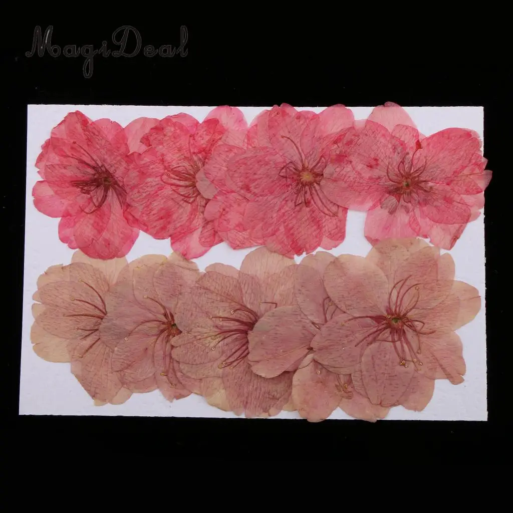 MagiDeal 10pcs Mixed Color Pressed Dried Sakura Flowers Cherry Blossom