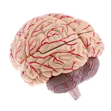 3D модель человеческого мозга структура медицинский анатомический модель для школы инструмент обучения дисплей лабораторные принадлежности